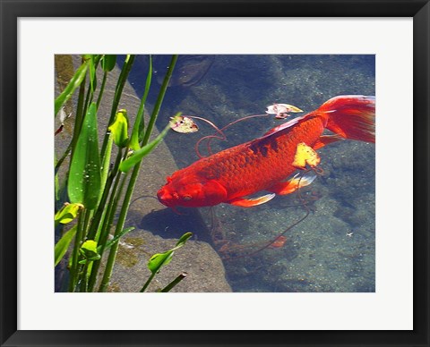 Framed Red Goldfish Print