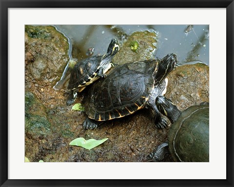 Framed Three Turtles Print