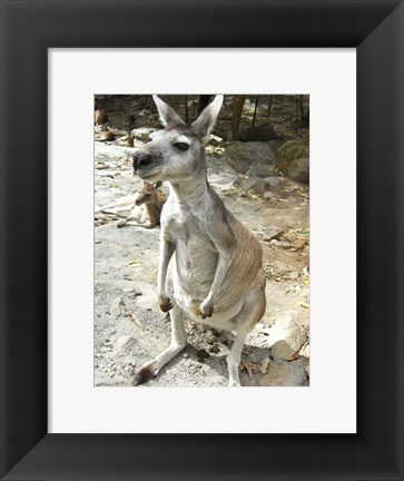 Framed Kangaroo at the Zoo Print