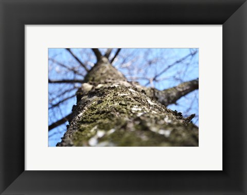 Framed Treebark Photograph Print