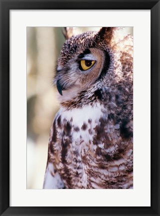 Framed Great Horned Owl Sleepy Print