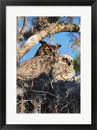 Framed Great Horned Owls Print