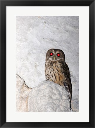 Framed Mottled owl Print