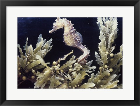 Framed Sea Horse photo Print