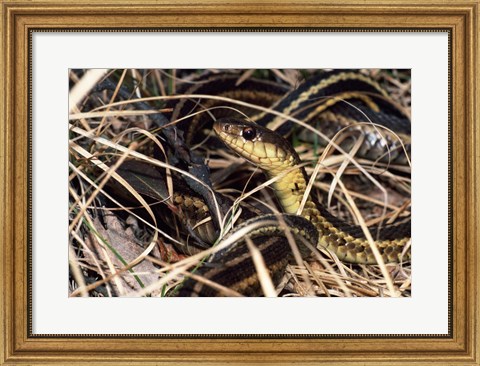Framed Eastern Garter Snake Print