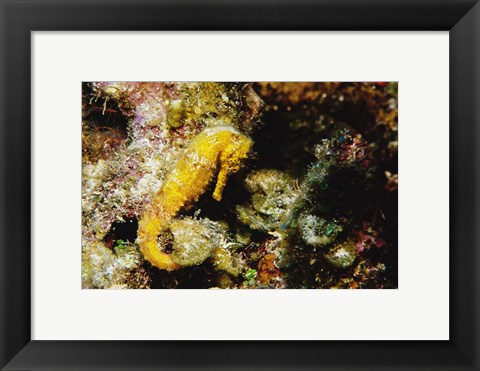 Framed Yellow Seahorse Print