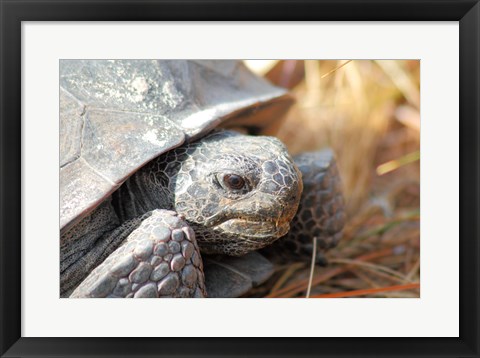 Framed Close-up of a Gopher tortoise Print