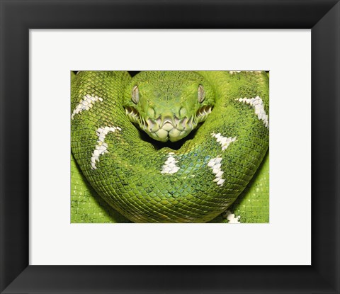 Framed Green Boa Snake Print