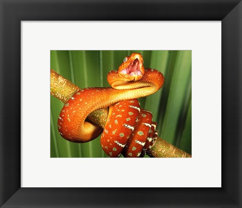 Framed Orange Red Snake on Tree Print