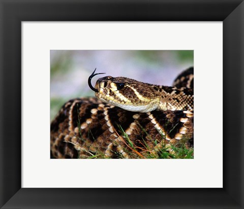 Framed Snake Tongue Print