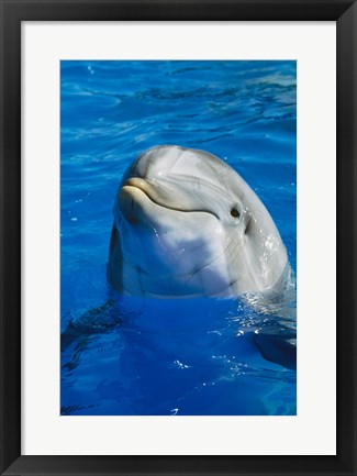 Framed Dolphin - in the water Print