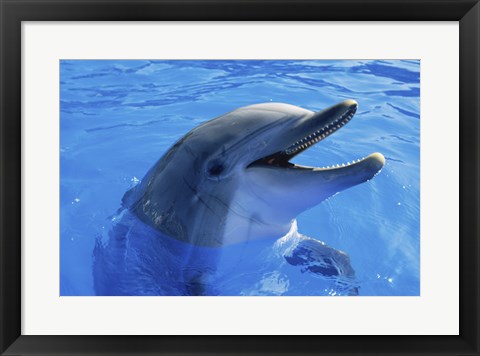 Framed Dolphin Sea World San Diego California USA Print