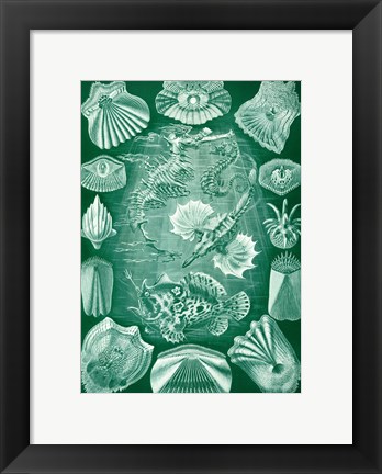 Framed Seahorse and Angler Fish Print