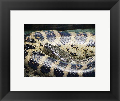 Framed Anaconda Print