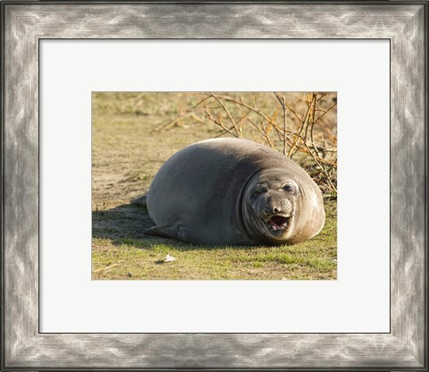Framed Baby Elephant Seal Print