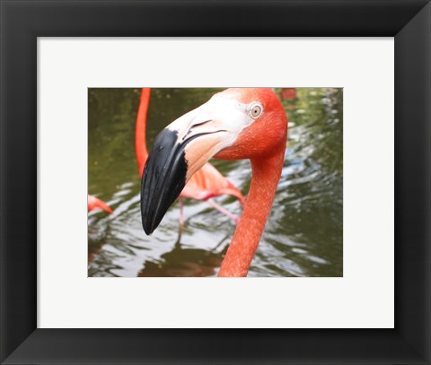 Framed Florida Flamingo Print