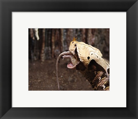 Framed Gaboon Viper Rhinoceroceros Print