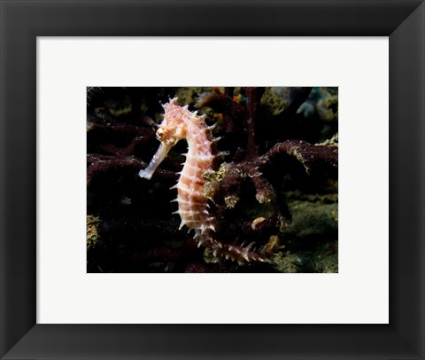 Framed Hippocampus Histrix (Beige Thorny Seahose) Print