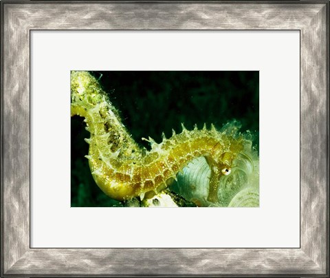 Framed Green Seahorse Print