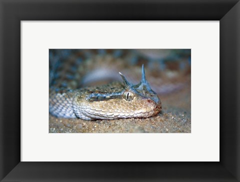 Framed Horned Viper Print