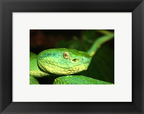 Framed Palm Pit Viper Print