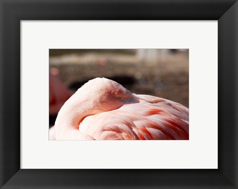 Framed Pink Flamingo Closeup Print