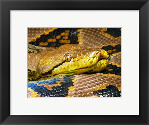 Framed Reticulated Python Print
