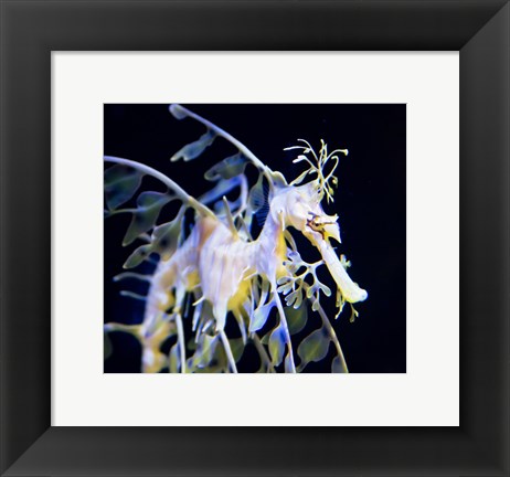 Framed Seahorse Photograph Print