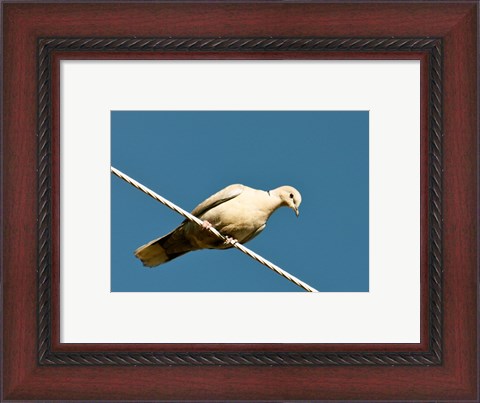 Framed Early Evening Eurasian Collared Dove Print