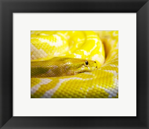 Framed Yellow Python Print