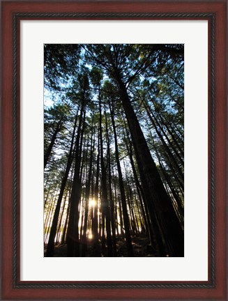 Framed Low angle view of trees in a forest at sunrise Print