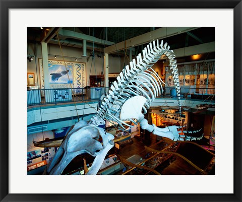 Framed Humpback whale skeleton hanging in a museum, Hawaii Maritime Center, Honolulu, Oahu, Hawaii, USA Print