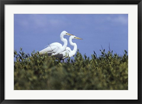 Framed Great Egret - two walking Print