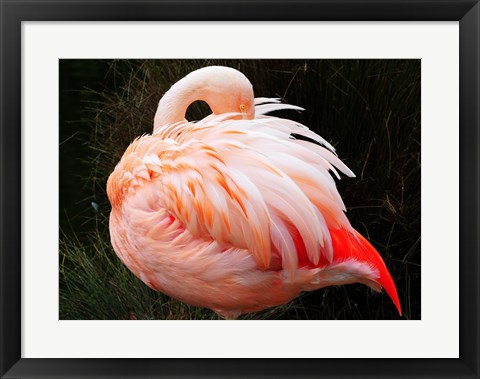 Framed Sleeping Flamingo Print
