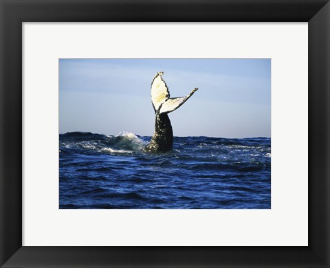 Framed Humpback Whale Tail Above Ocean Waves Print