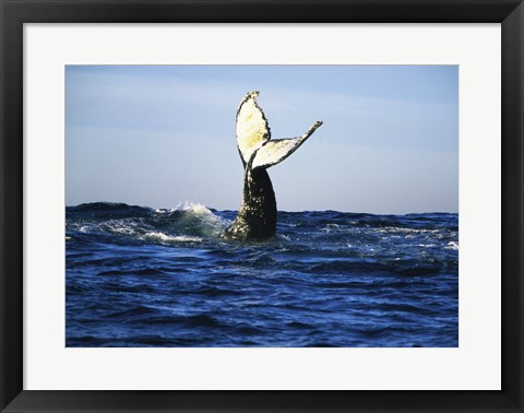 Framed Humpback Whale Tail Above Ocean Waves Print