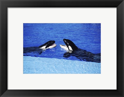 Framed Killer Whales Sea World San Diego California USA Print