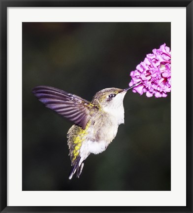 Framed Hummingbird Print