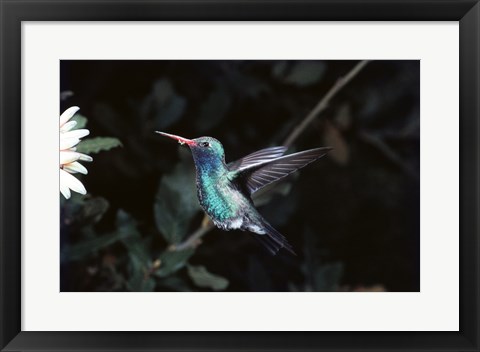 Framed Broad Billed Hummingbird Print