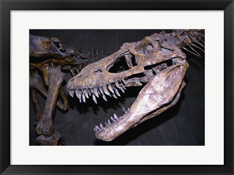 Framed Albertosaurus, Royal Tyrrell Museum, Drumheller, Alberta, Canada Print