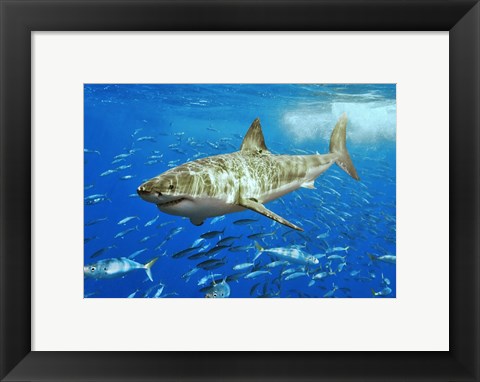 Framed White Shark Print