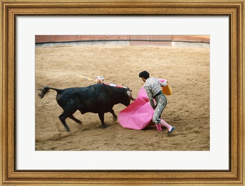 Framed Matador fighting a bull, Plaza de Toros, Ronda, Spain Print