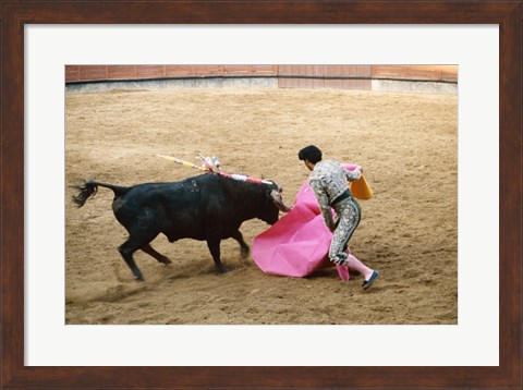 Framed Matador fighting a bull, Plaza de Toros, Ronda, Spain Print