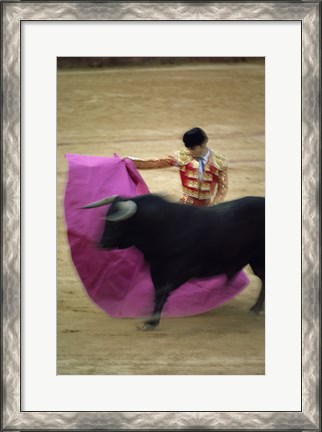 Framed matador and a bull at a Bullfight, Spain Print