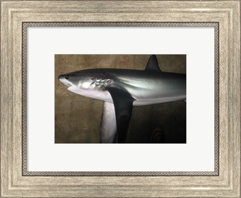 Framed Thresher Shark Print