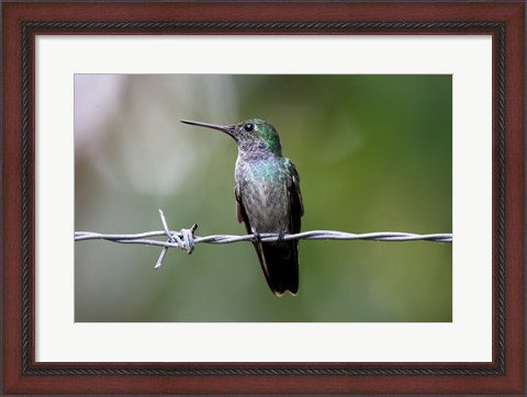 Framed Blue-Chested Hummingbird Print