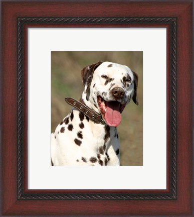 Framed Dalmatian Portrait Print