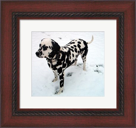 Framed Dalmatian in Snow Print