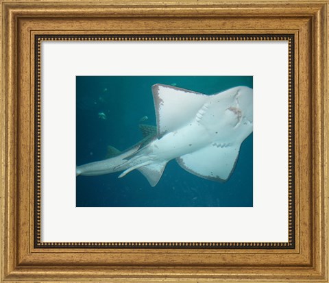 Framed Shark Overhead Print