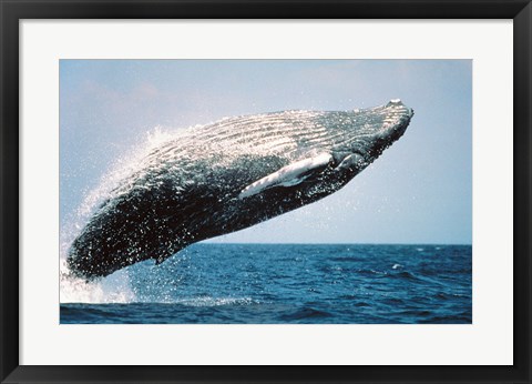 Framed Humpback Whale Breaching Print